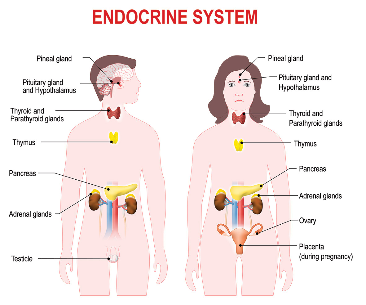 How To Keep The Endocrine System Healthy