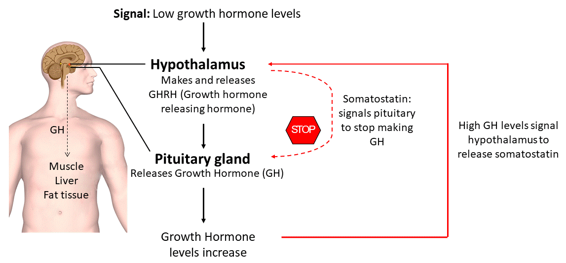 Human Growth Hormones For Sale