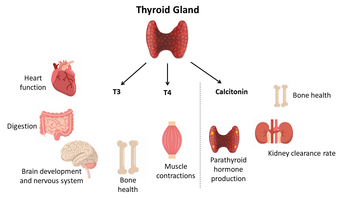 HA_Thyroid_Hormones