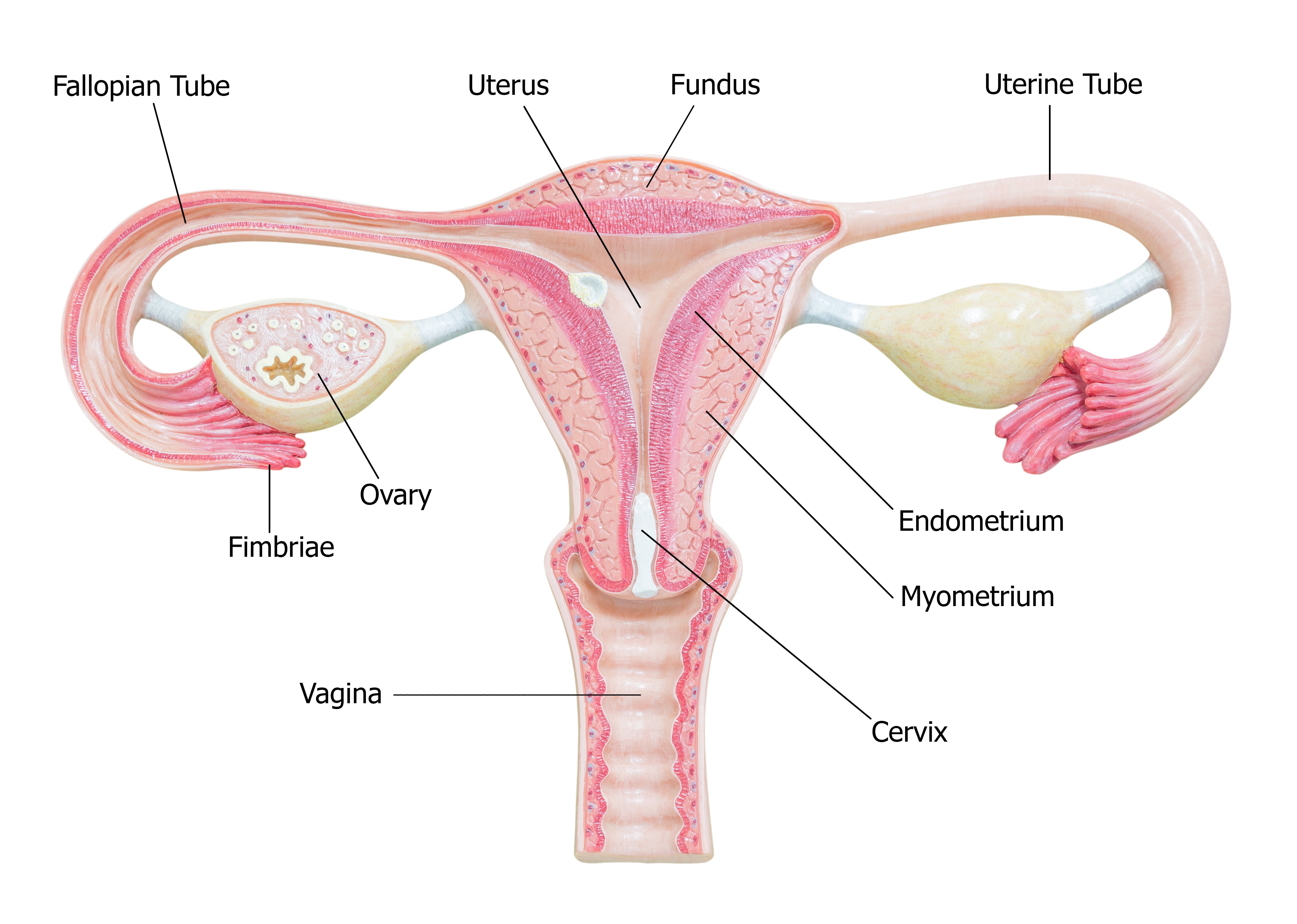 HA_Female_reproductive_system